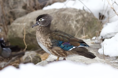 棕色草地上的棕色和蓝色鸭子
